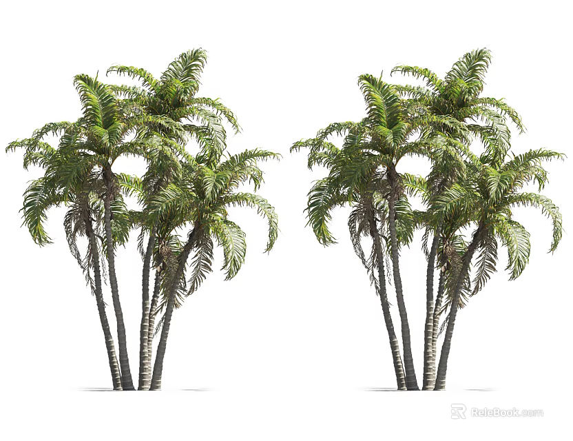 Clustered Palm Trees With Lush Green Fronds And Slender Trunks In Growth 3d model 