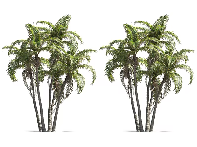 Clustered Palm Trees With Lush Green Fronds And Slender Trunks In Growth 3d model