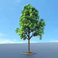 Lush Green Arbor Tree With Dense Foliage Sturdy Trunk And Square Plinth