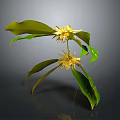 Vibrant Plant with Green Leaves and Yellow Flowers Isolated on Dark Background
