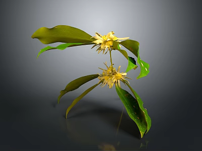 Vibrant Plant with Green Leaves and Yellow Flowers Isolated on Dark Background 3d model