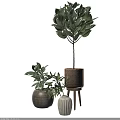 Lush Bonsai Potted Plants With Green Leaves In Woven And Ceramic Pots On Wooden Stand