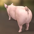 Adorable Pink Pig With Big Ears Standing On Green Grass Field