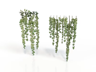 Hanging Green Vines With Dense Leafy Foliage For Indoor Decoration 3d model