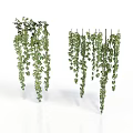 Hanging Green Vines With Dense Leafy Foliage For Indoor Decoration