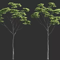 Two Trees With Slender Trunks And Lush Green Leaves Against Dark Background