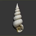 Modern Conch Bone Snail Field Snail 3d model