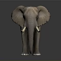 Realistic 3D Elephant Model With Detailed Features And White Tusks 3d model