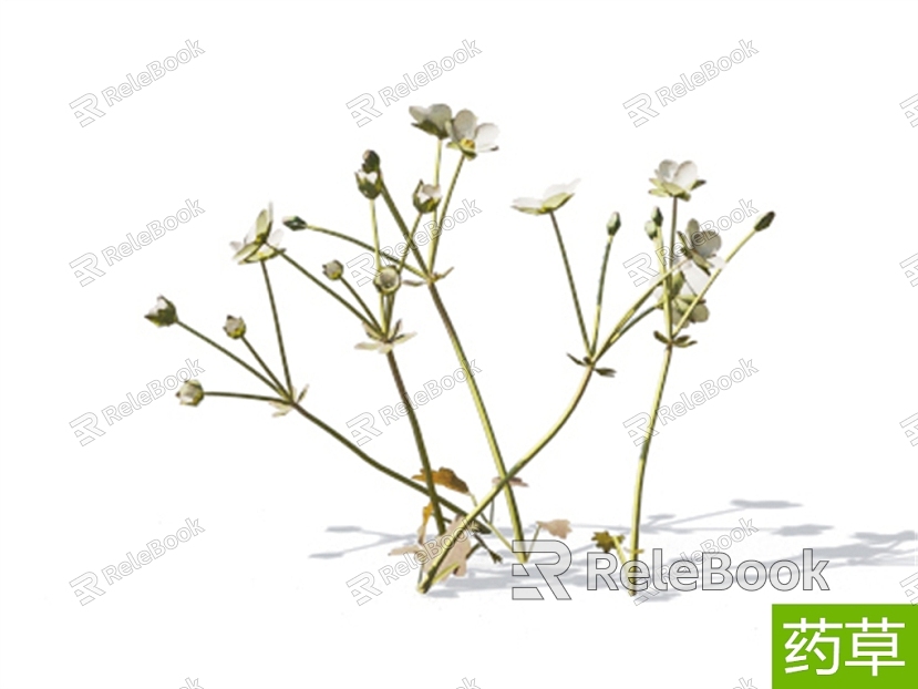 Modern South sedge Chinese herbal plant model