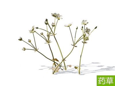 Modern South sedge Chinese herbal plant 3d model