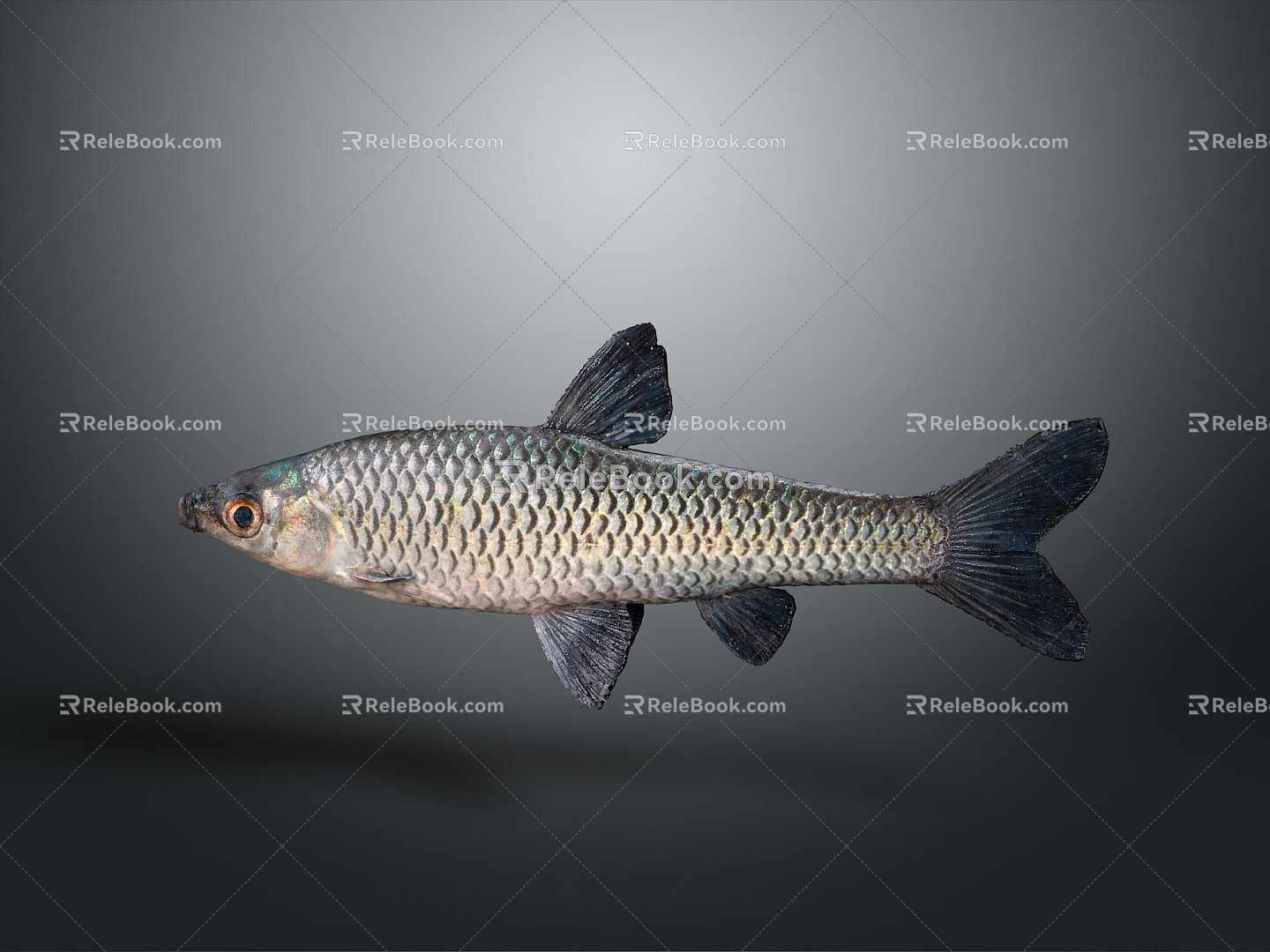 Fish Freshwater Fish Sea Fish Animal Game Animal Cartoon Animal Realistic Animal 3d model