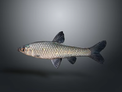 Silver Freshwater Fish with Shiny Scales Dark Fins and Streamlined Body on Neutral Gray Background 3d model