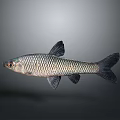 Silver Freshwater Fish with Shiny Scales Dark Fins and Streamlined Body on Neutral Gray Background
