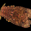Close Up View Of Mantis Shrimp With Brown Spotted Exoskeleton And Striped Legs