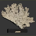 Aquatic Animal Coral Natural Branching Structure Specimen Displayed On Black Base
