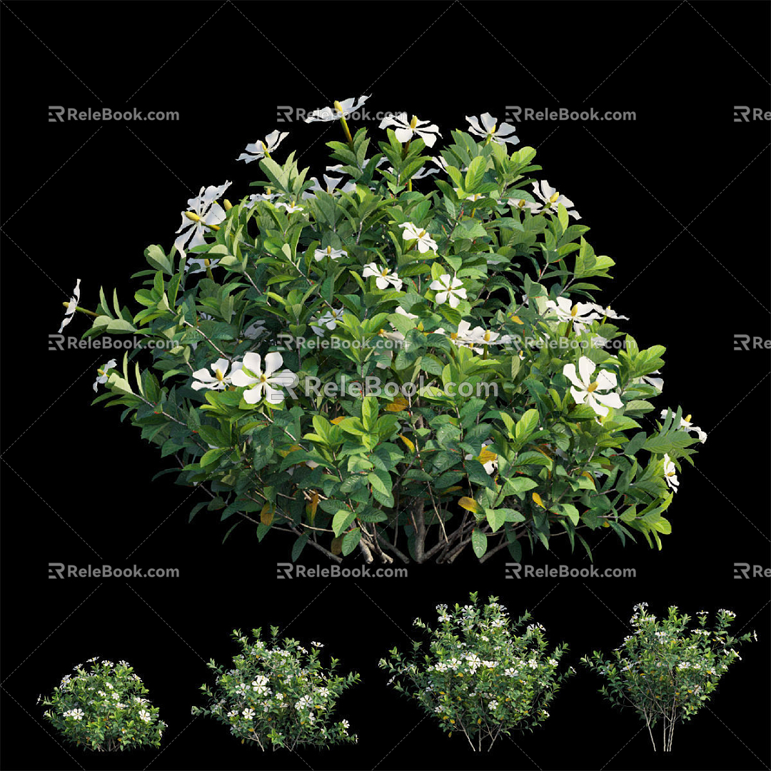 Modern Gardenia Bushes Hedgerow 3d model