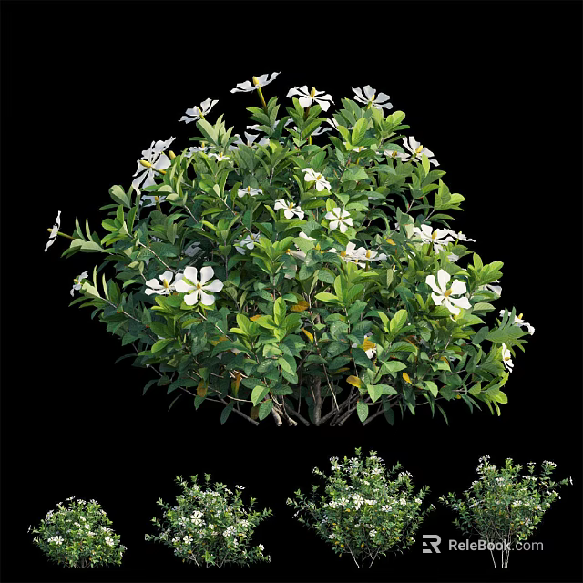 Lush Green Leaf Shrub With White Flowers And Healthy Growth For Garden Landscaping 3d model 