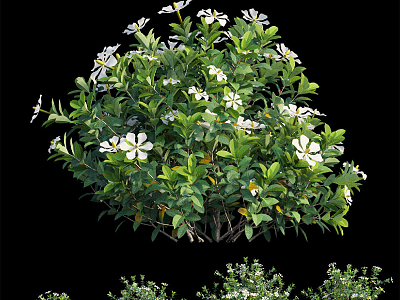 Modern Gardenia Bushes Hedgerow 3d model