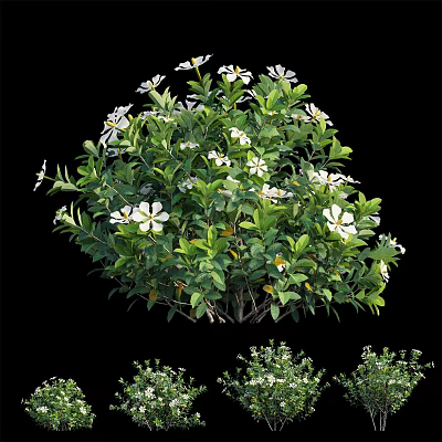 Lush Green Leaf Shrub With White Flowers And Healthy Growth For Garden Landscaping 3d model