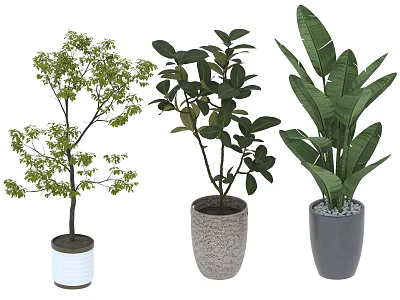 Diverse Potted Green Plants With Various Leaf Shapes In Modern Containers 3d model