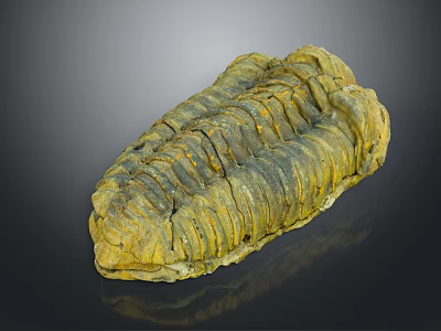 Ancient Trilobite Fossil With Detailed Exoskeleton Structure And Prehistoric Features 3d model