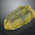 Ancient Trilobite Fossil With Detailed Exoskeleton Structure And Prehistoric Features