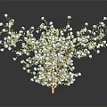 Fresh Baby's Breath Plant Featuring Small White Flowers Against Dark Background With Reflection