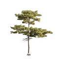 Pine Trees with Various Growth Forms Green Foliage and Detailed Trunks 3d model
