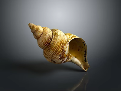 Conch Shell With Spiral Shape And Yellow White Texture On Gray Background 3d model