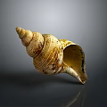 Conch Shell With Spiral Shape And Yellow White Texture On Gray Background 3d model