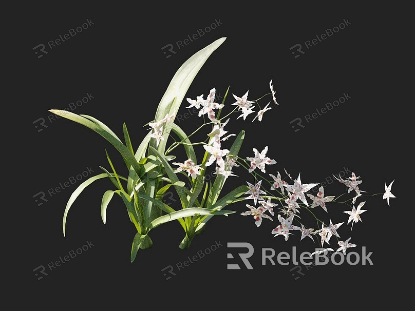 tooth tongue orchid flower potted wild flowers common flowers flower garden flower bed flowers ornamental plants model