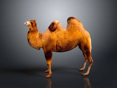 Brown Camel Standing On Shiny Surface With Two Humps And Reflection 3d model