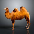 Brown Camel Standing On Shiny Surface With Two Humps And Reflection 3d model