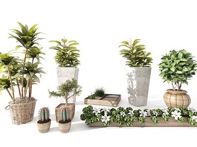 Various Decorative Bonsai and Potted Plants in Different Style Pots for Home Decor 3d model