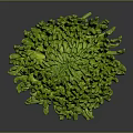 Vibrant Green Chrysanthemum Flower With Lush Petals And Unique Bloom