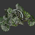 Beautiful Decorative Plant with Green and Red Leaves in White Ceramic Pot on White Background