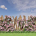 Outdoor Living Wall With Wooden Fence Covered In Pink Flowers And Green Foliage