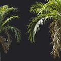 Multiple Palm Trees With White Trunks And Green Fronds Arrangement 3d model