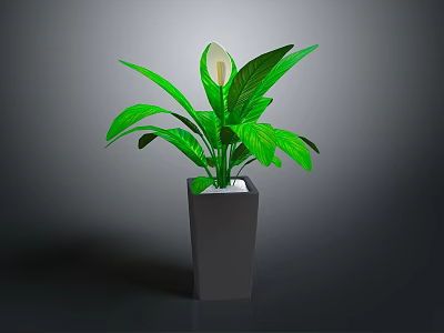 Peace Lily Indoor Plant With Green Leaves White Flower And Square Ceramic Pot 3d model