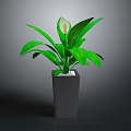 Peace Lily Indoor Plant With Green Leaves White Flower And Square Ceramic Pot