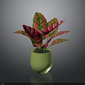 Vibrant Red And Green Leaf Plant In Green Pot With Glossy Surface