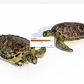 Two Sea Turtles Reptiles With Colorful Detailed Shell Patterns On White 3d model