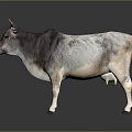 Gray And White Cow With Horns Standing On Reflective Surface 3d model