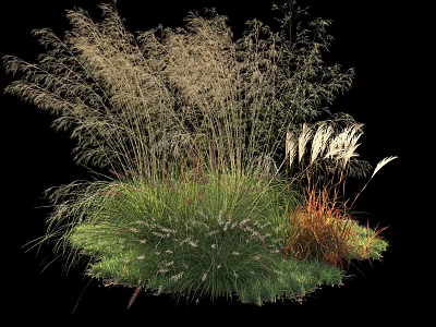 Diverse Feathery Grasses With Green And Brown Foliage In Natural Arrangement 3d model