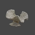 Unique Porous Coral Like Marine Structure With Natural Textured Surface