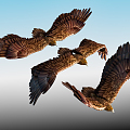 Modern Eagle 3d model