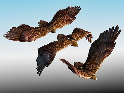 Three Majestic Eagles Soaring High in Blue Sky with Gray Clouds 3d model Three Majestic Eagles Soaring High in Blue Sky with Gray Clouds 3d model