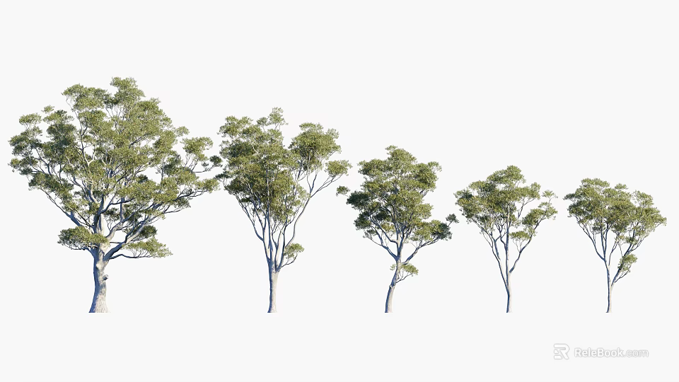 Green Leaf Trees in Different Sizes Arranged in a Row with White Background 3d model
