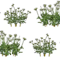 White Flowering Plants With Green Leaves And Stems In Multiple Groups 3d model