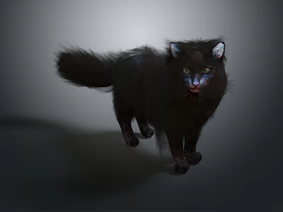Black Cat With Fluffy Fur Green Eyes And White Ear Tips In Gray Background 3d model